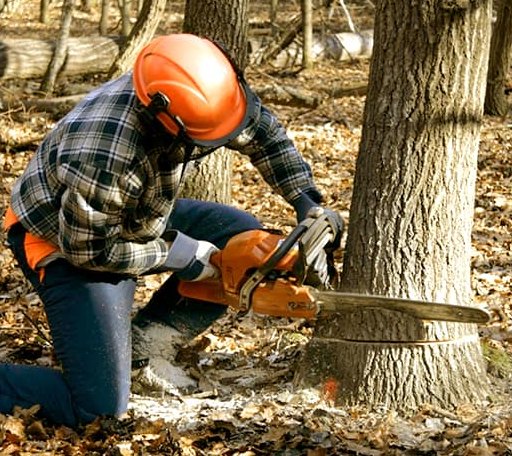 Tree Removal in Ararat, VA
